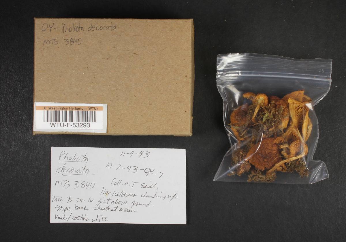 Pholiota decorata image