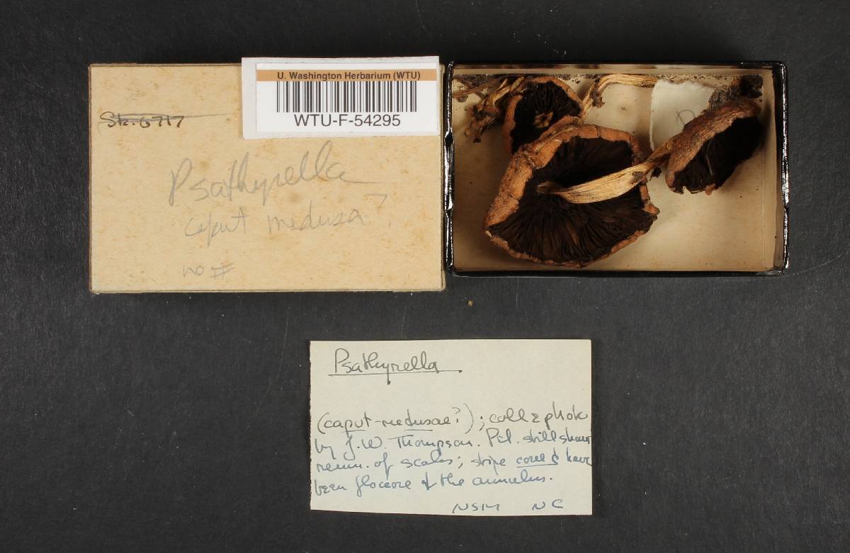 Psathyrella caput-medusae image