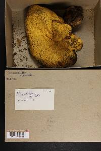 Pulveroboletus curtisii image