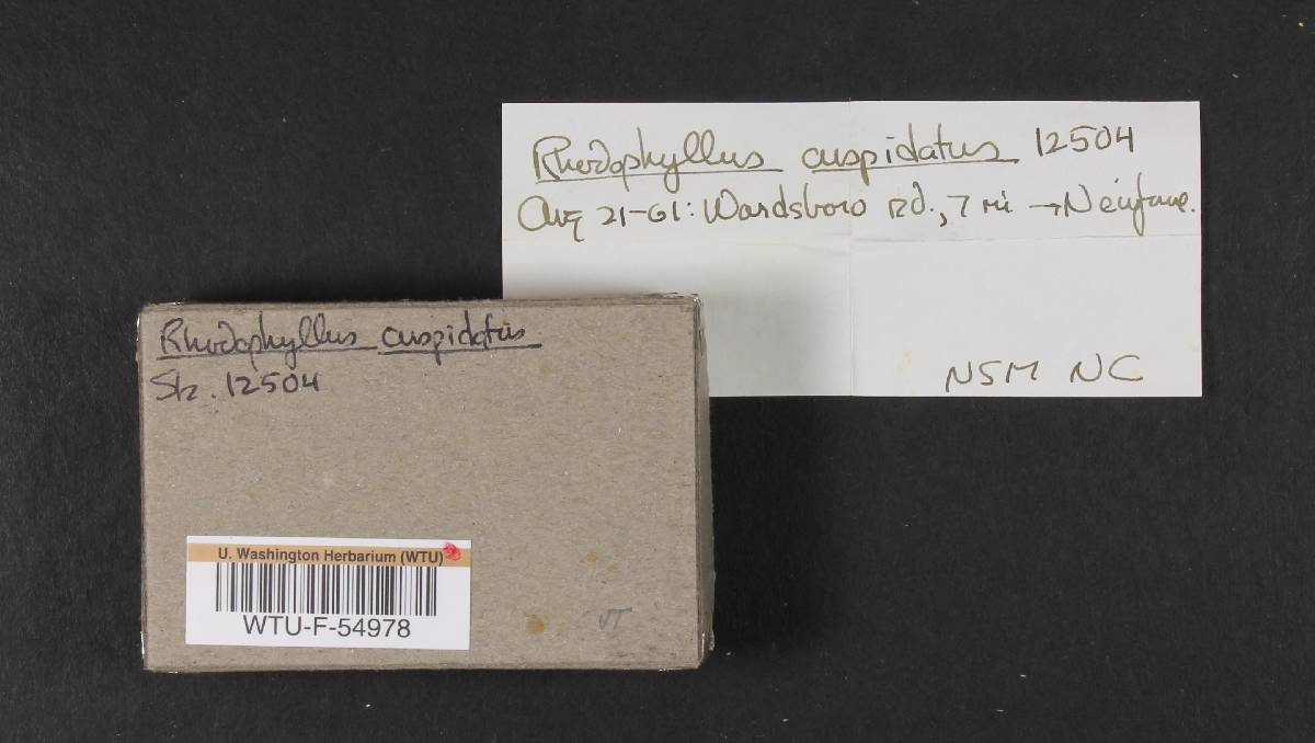Rhodophyllus cuspidatus image