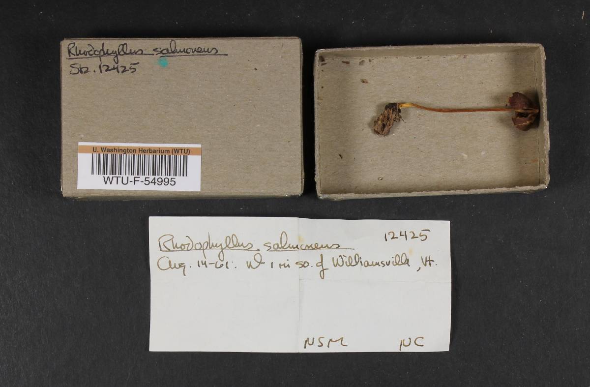 Rhodophyllus salmoneus image