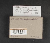 Rhodocybe caelata image