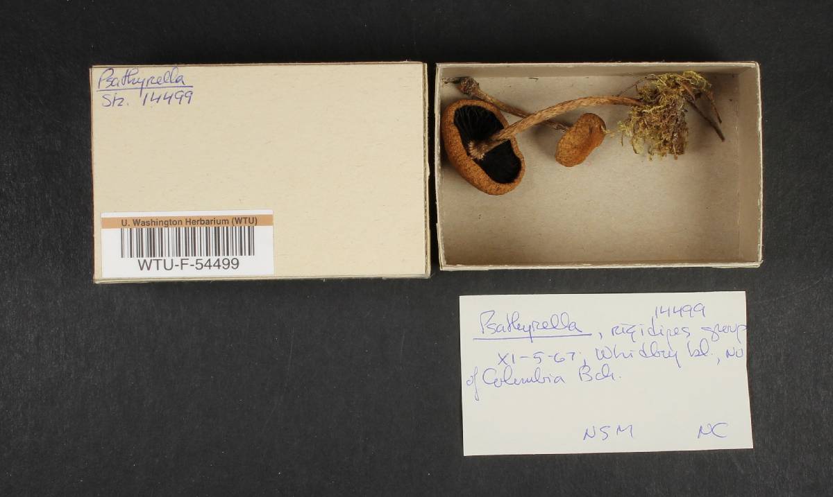 Psathyrella rigidipes image