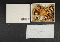 Stropharia coronilla image