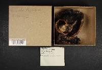 Russula nigricans image