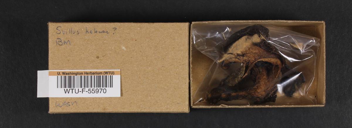 Suillus helenae image