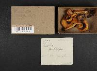 Russula farinipes image