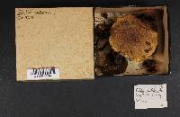 Suillus subluteus image