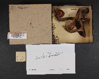 Suillus tomentosus image