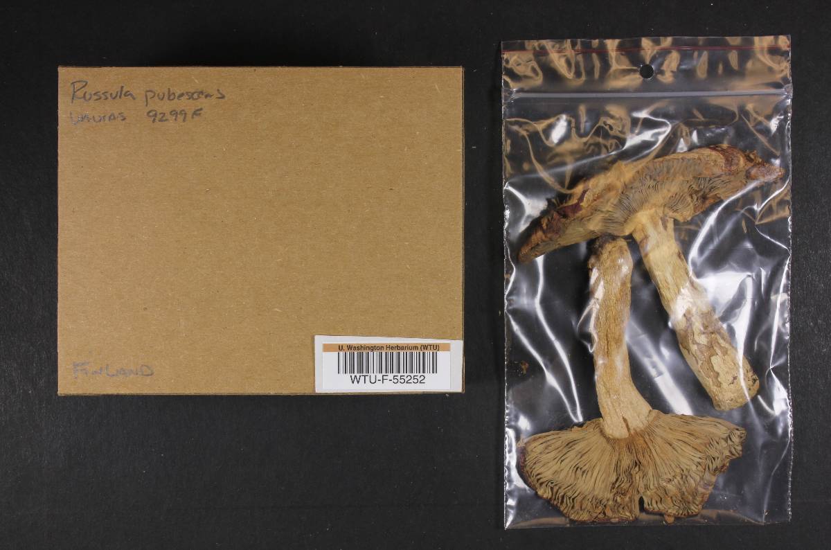 Russula pubescens image