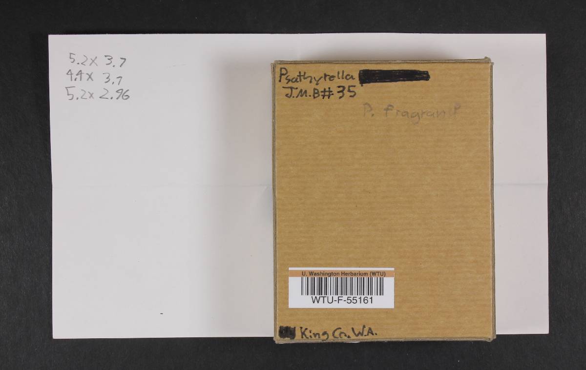 Psathyrella fragrans image