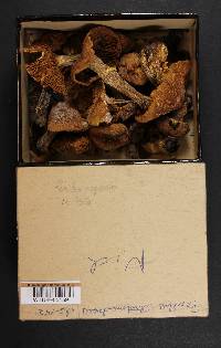 Cortinarius caperatus image
