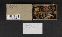 Tricholoma terreum image