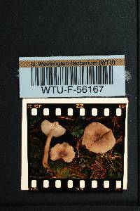 Tricholoma virgatum image