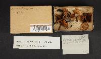 Xeromphalina tenuipes image
