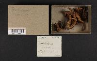Tricholoma vaccinum image