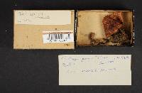 Tricholomopsis rutilans image