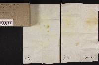 Tricholomopsis rutilans image