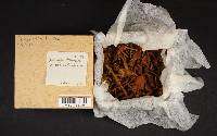 Xeromphalina tenuipes image