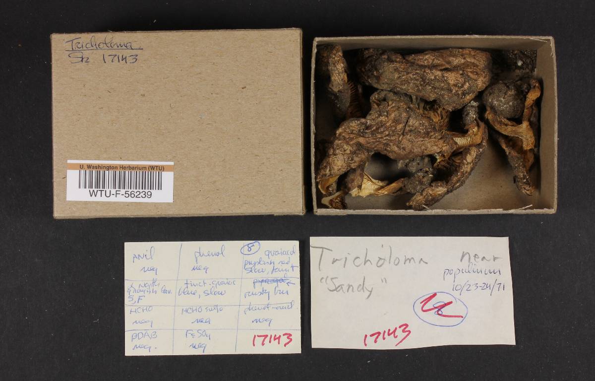 Tricholoma populinum image
