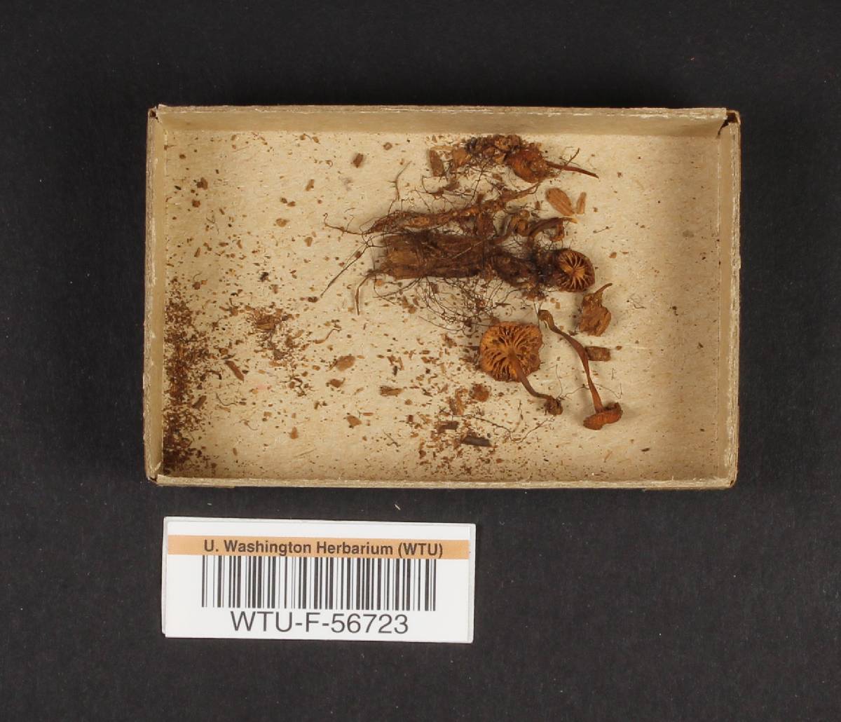 Xeromphalina orickiana image