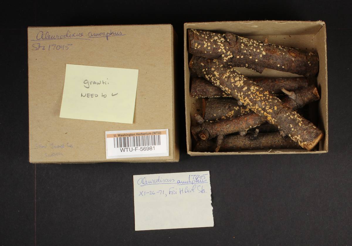 Aleurodiscus grantii image