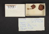Tricholomopsis rutilans image