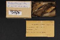 Bjerkandera adusta image