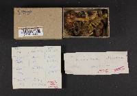 Tricholoma terreum image