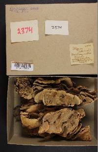 Bjerkandera adusta image