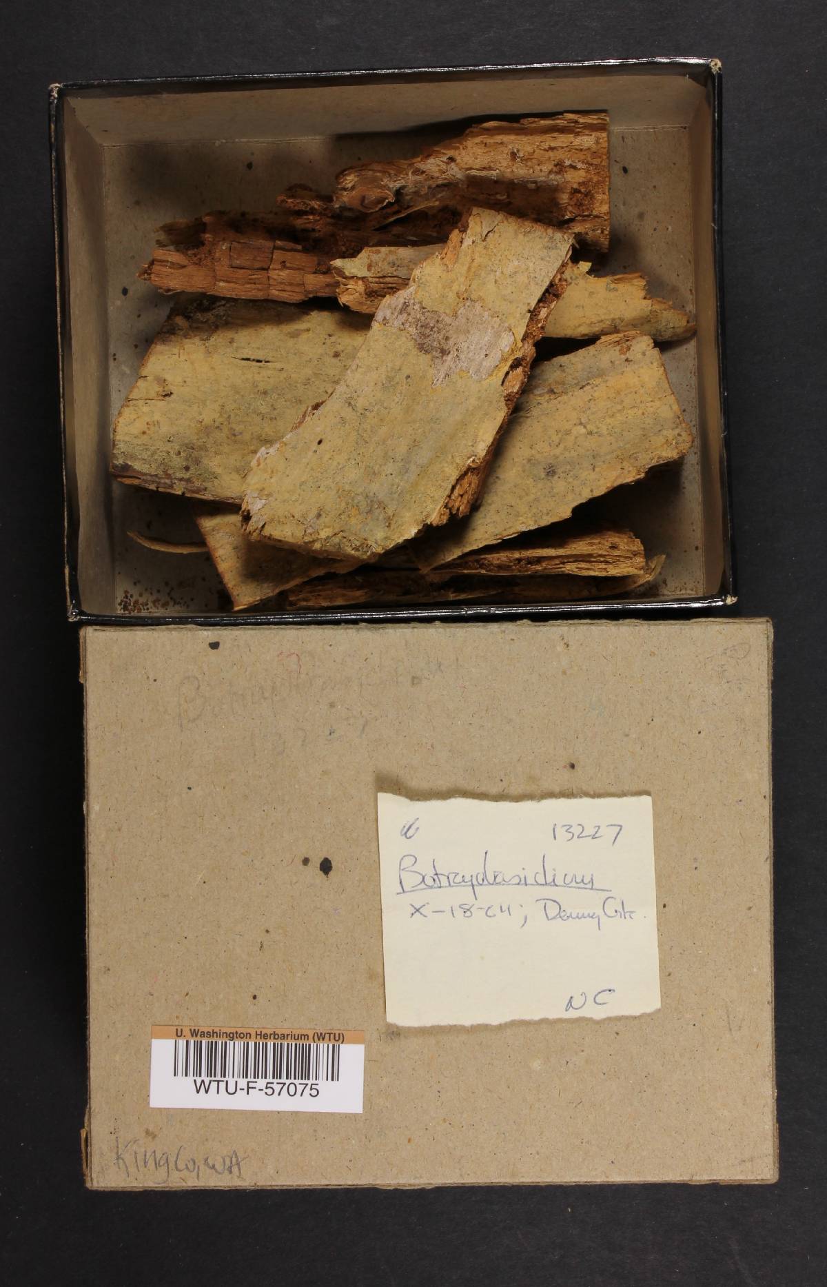 Botryobasidiaceae image
