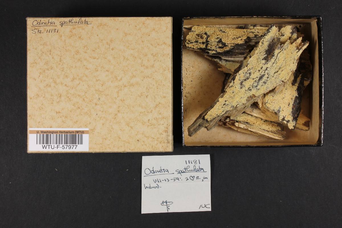 Odontia spathulata image