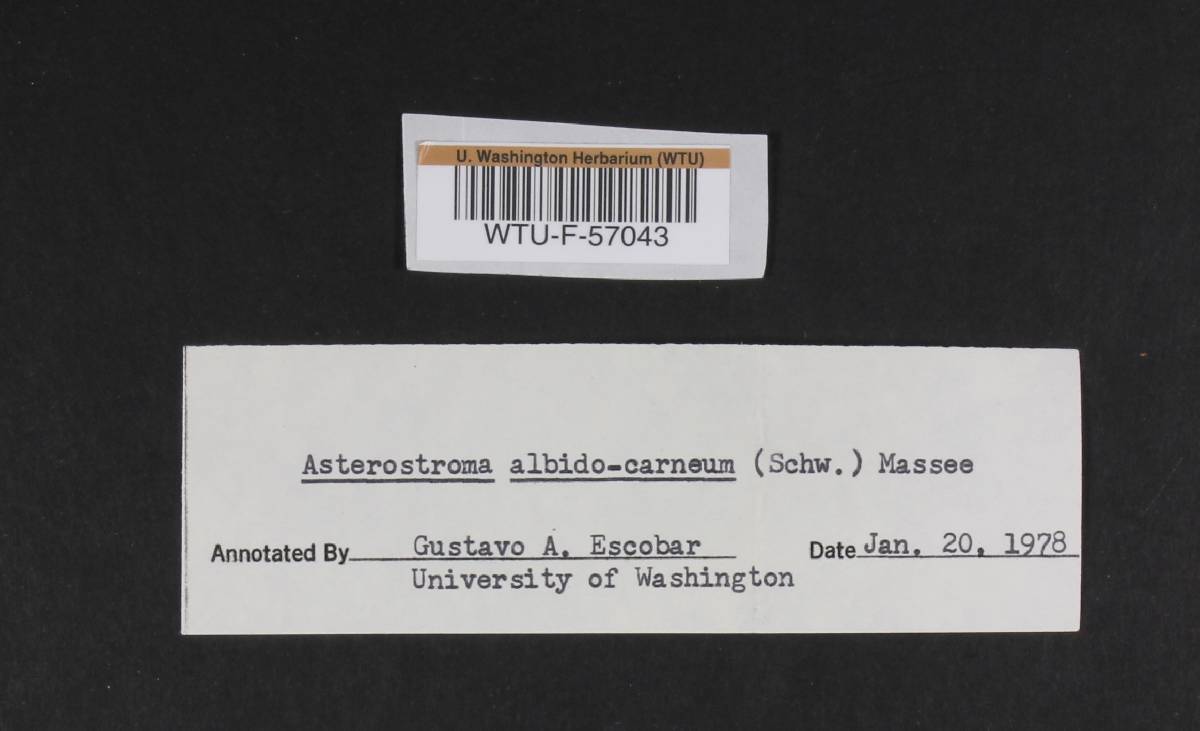 Asterostroma albidocarneum image
