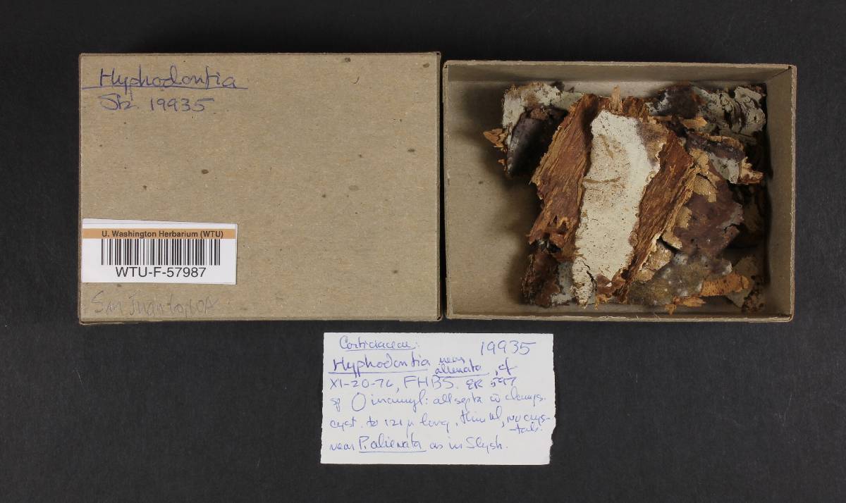 Hyphodontia alienata image