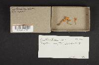 Cantharellus minor image