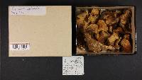 Inocybe curvipes image
