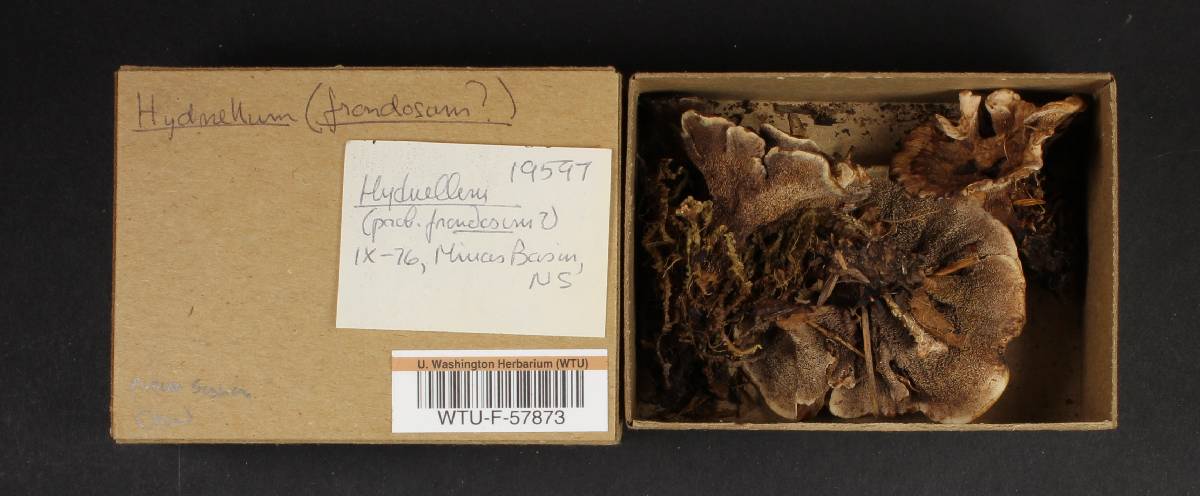 Hydnellum frondosum image