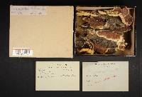 Gloeoporus dichrous image