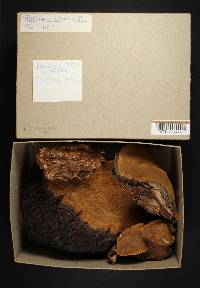 Phellinus everhartii image