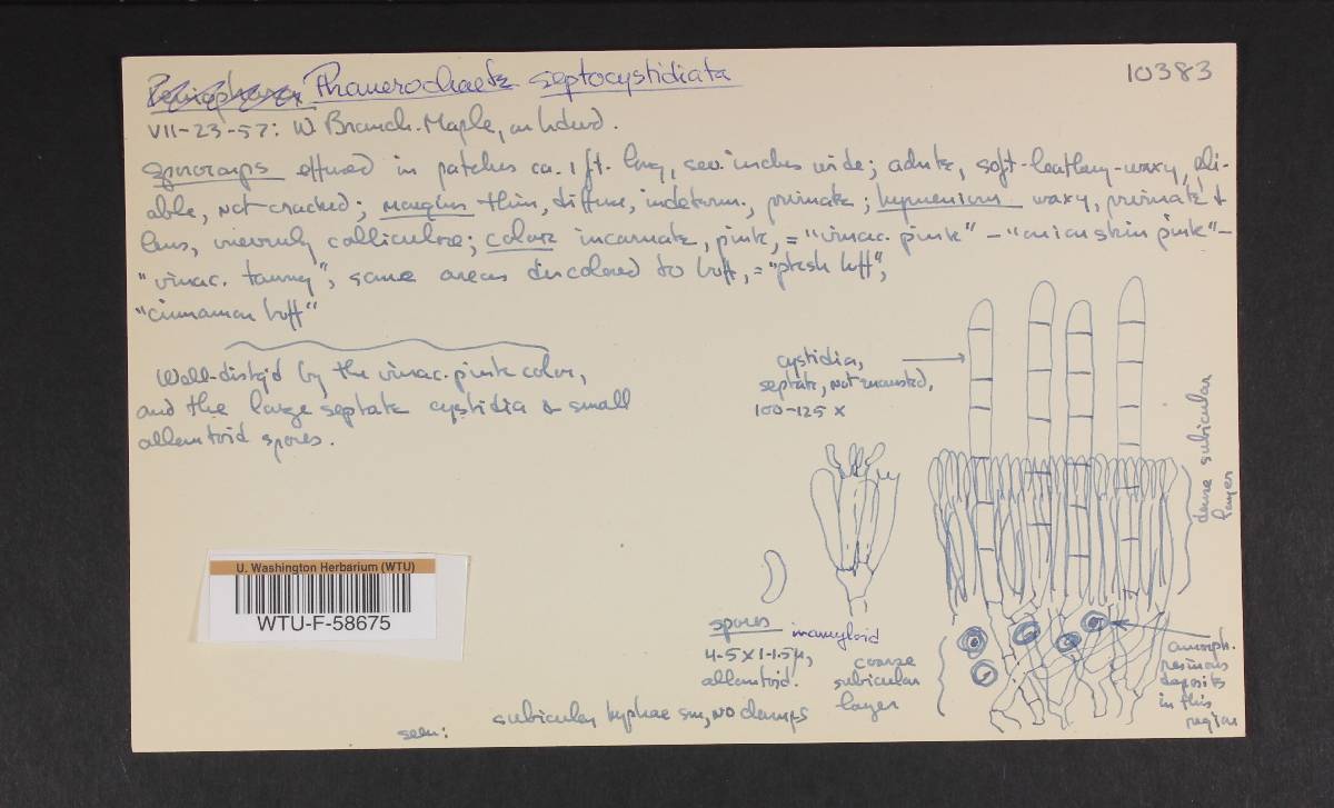 Odonticium septocystidia image