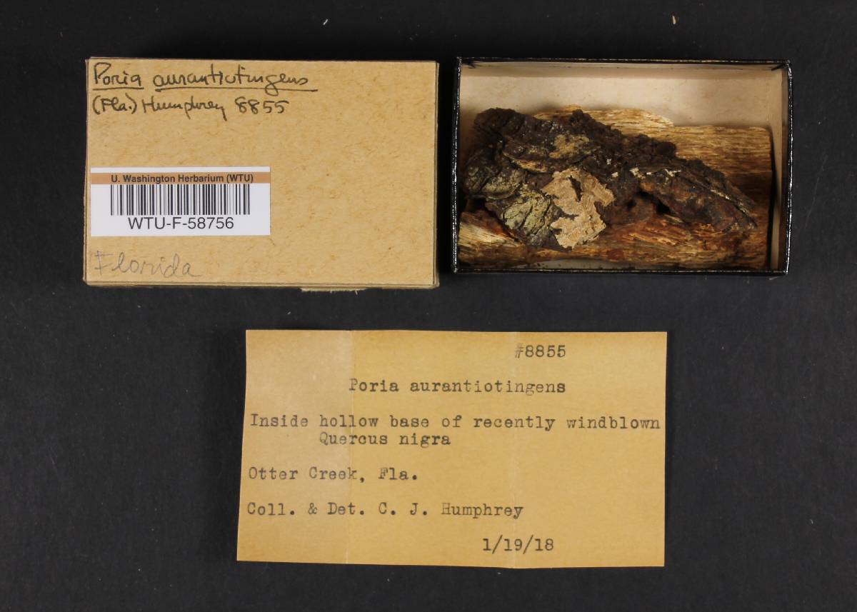 Poria aurantiotingens image