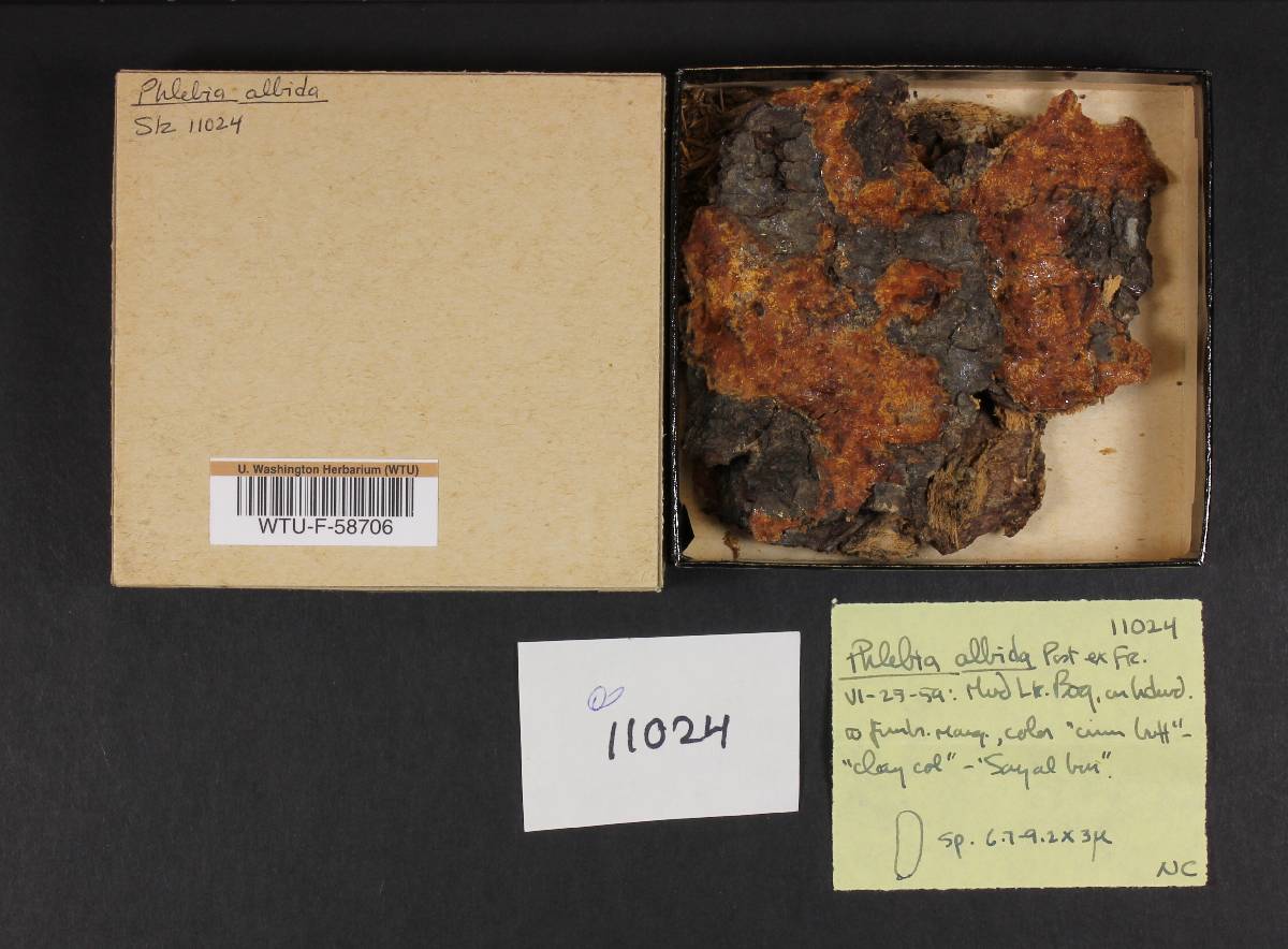 Basidioradulum tuberculatum image