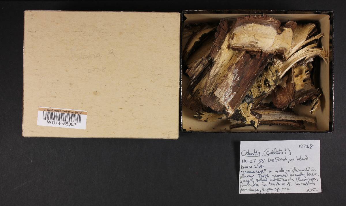 Cabalodontia queletii image