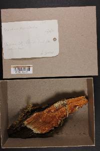 Merulius tremellosus image