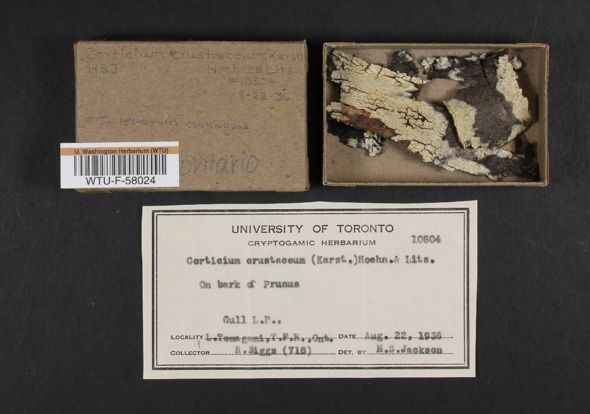 Intextomyces contiguus image