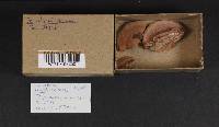 Fomitopsis rosea image