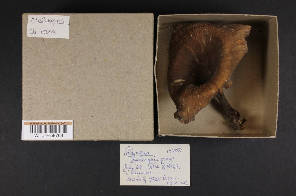 Polyporus melanopus image