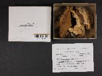 Phellinus gilvus image