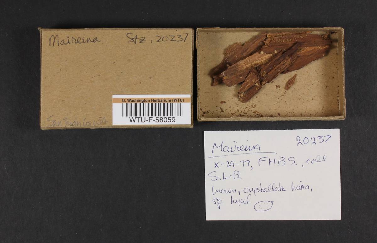 Maireina image