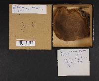 Phellinus igniarius image